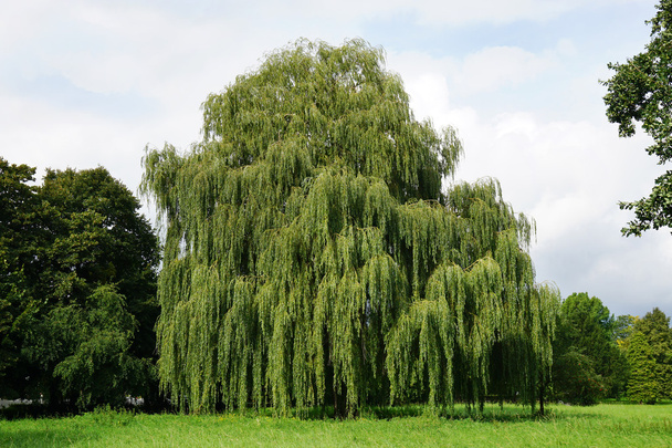 weeping willow tree - Photo, Image