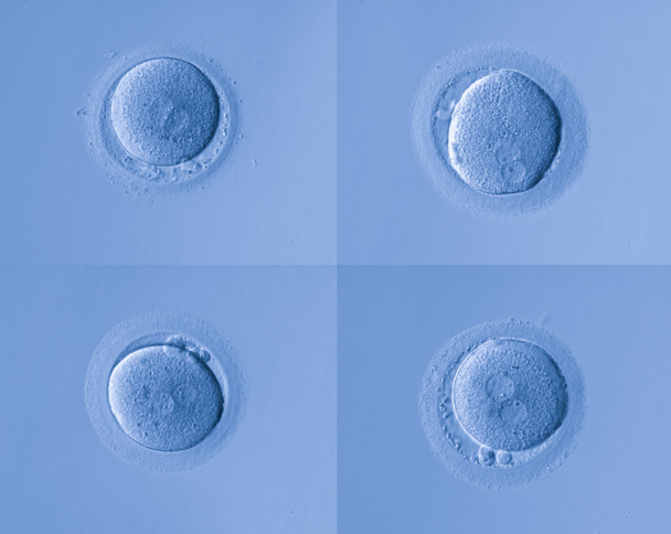 insan hücreleri yumurta - Fotoğraf, Görsel
