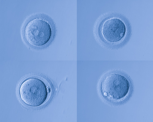 human cells egg - Photo, Image