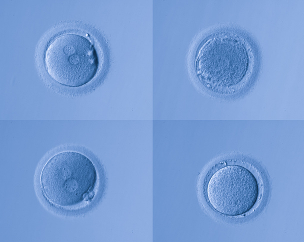 emberi sejtek tojás - Fotó, kép