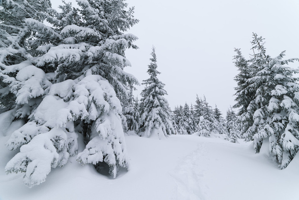 sentiero nella foresta invernale - Foto, immagini