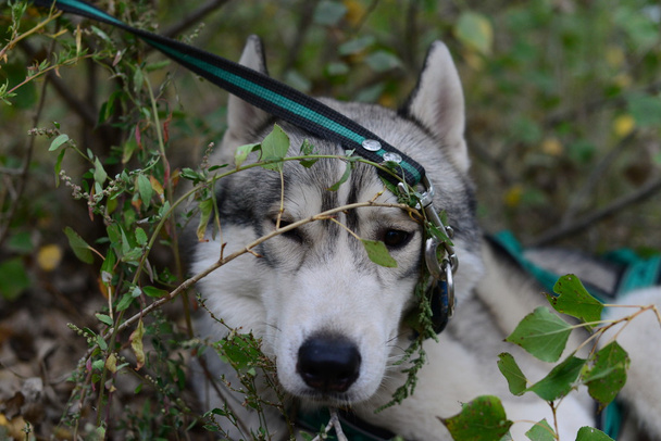 Husky on a leash - Фото, изображение