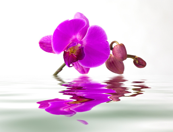 Purple orchid with the reflection in the water on white background - Photo, Image