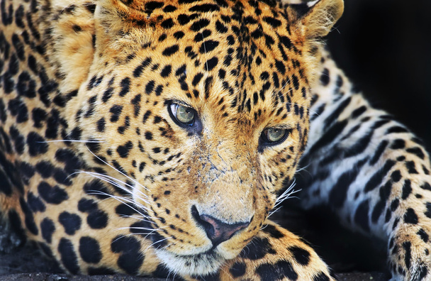 Leopard Sri Lankassa
 - Valokuva, kuva