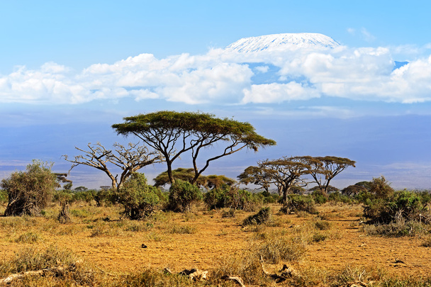Kilimandżaro - Zdjęcie, obraz
