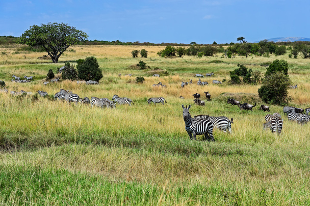 ゼブラ マサイマラ国立保護区 - 写真・画像
