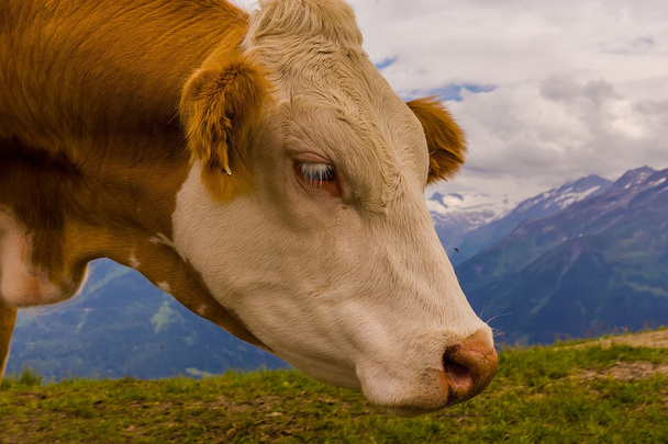 Alpinkuh, koe in de zomer - Foto, afbeelding