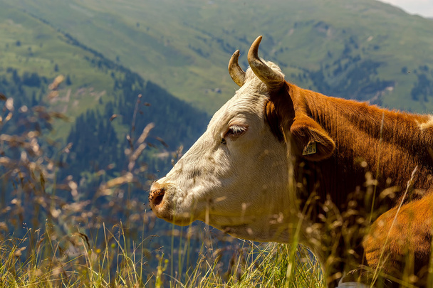 Alpenkuh, αγελάδα - Φωτογραφία, εικόνα