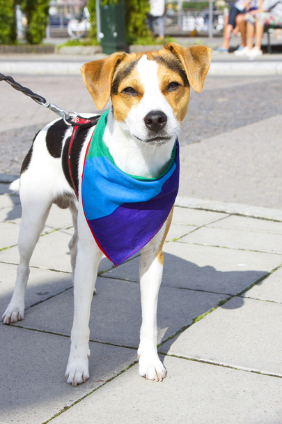 Hund mit einem regenbogenfarbenen Tuch - Foto, Bild
