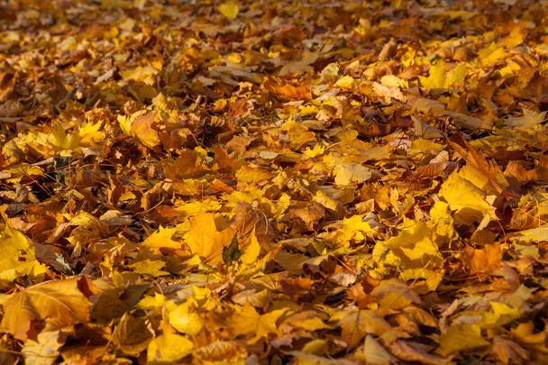 Automne jaune feuilles fond - Photo, image