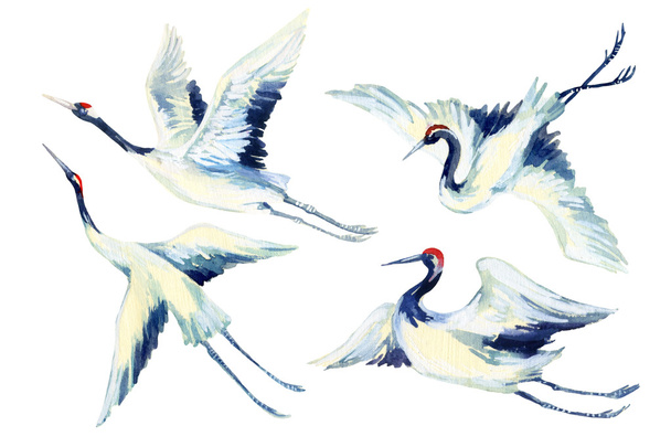 Sada akvarel asijské jeřáb ptačí - Fotografie, Obrázek