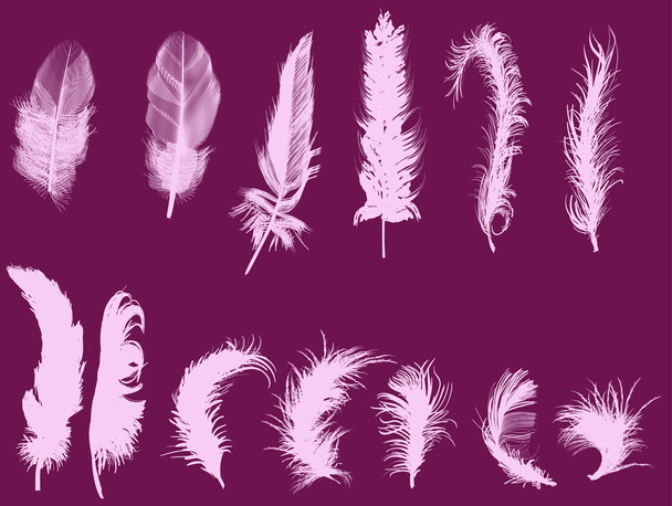 thirteen pink feathers - Vector, Image