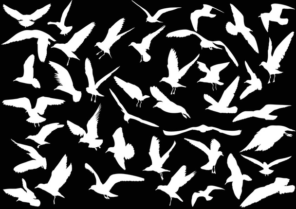 коллекция силуэтов чайки
 - Вектор,изображение