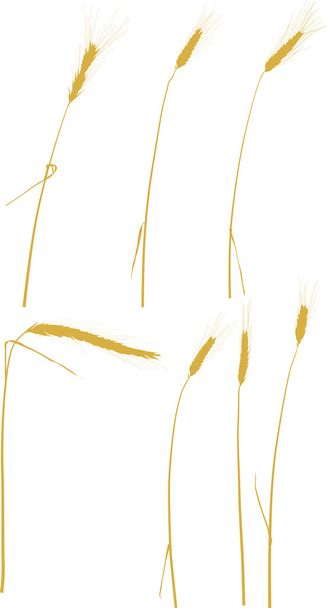 Силуэты золотых ушей
 - Вектор,изображение