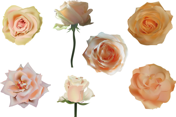 rosas ligeras flores
 - Vector, Imagen