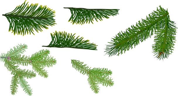 green coniferous branches - Vector, Image