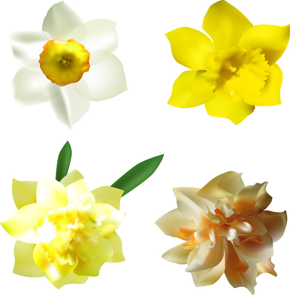 dört nergis çiçekleri - Vektör, Görsel