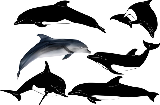 Sechs Delphine gesammelt - Vektor, Bild