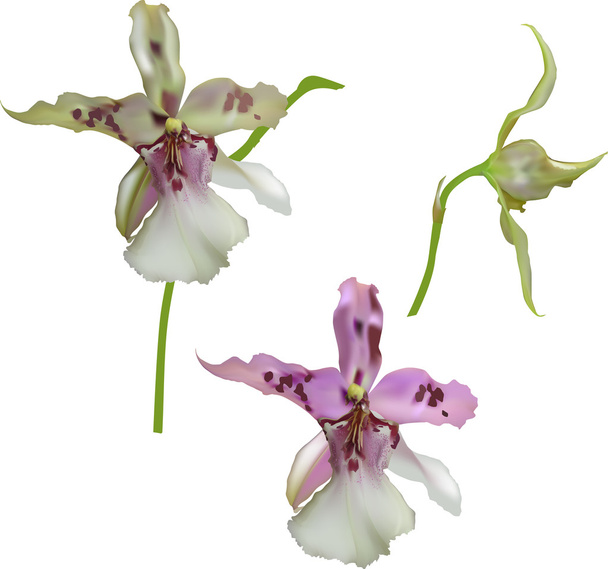 Flieder und weiße Orchideen - Vektor, Bild