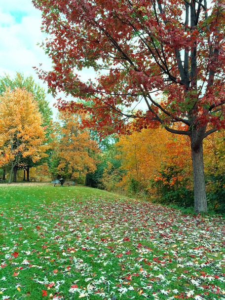 Jesień krajobraz z trawnikiem i drzewami kolorowy - Zdjęcie, obraz