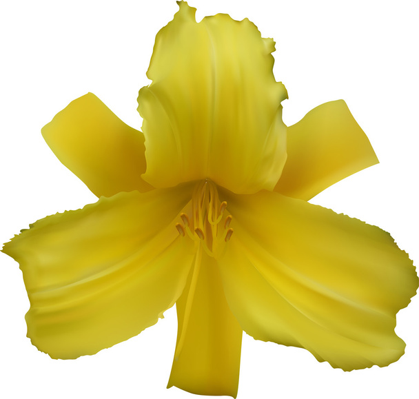 flor de lírio amarelo
 - Vetor, Imagem