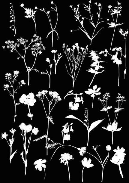 dzikie kwiaty sylwetki - Wektor, obraz