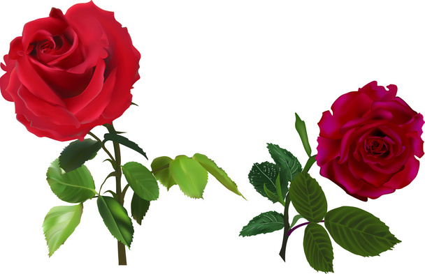赤いバラの花 - ベクター画像