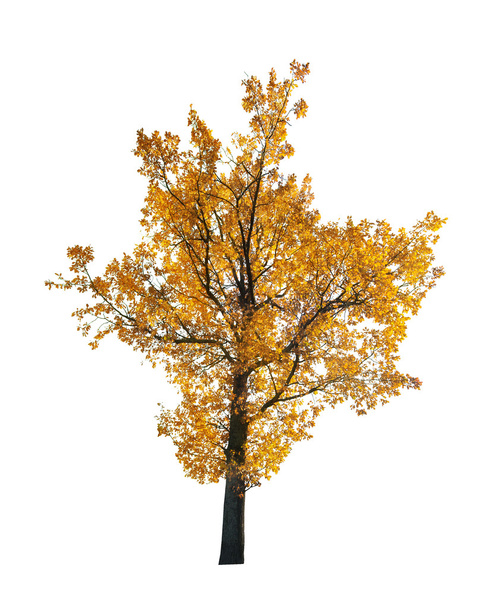 golden fall oak - Photo, Image