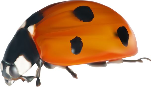 red and black ladybug - Vector, Image