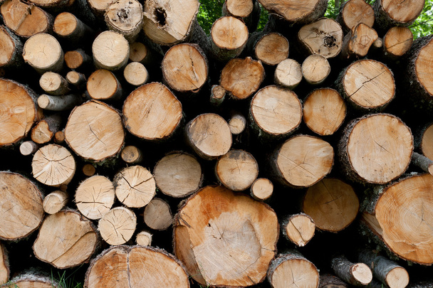 Pile of logs - Photo, Image