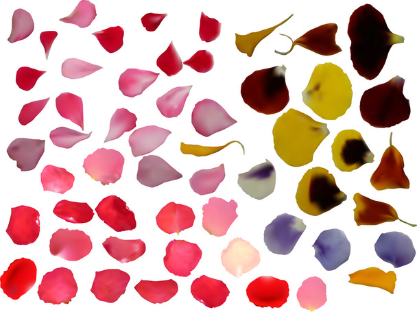 group of flowers petals - Vector, Image