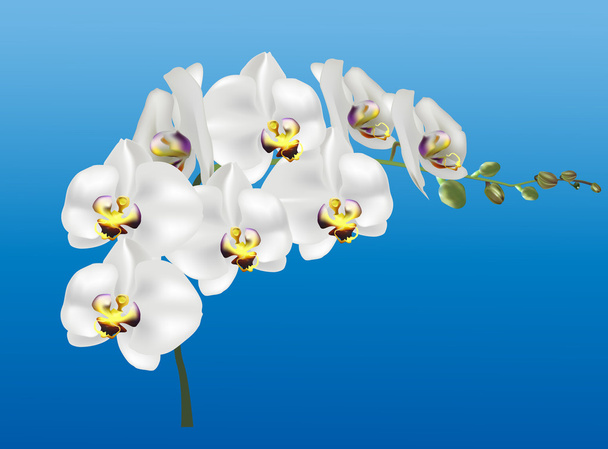 white orchids flowers - Vector, Image