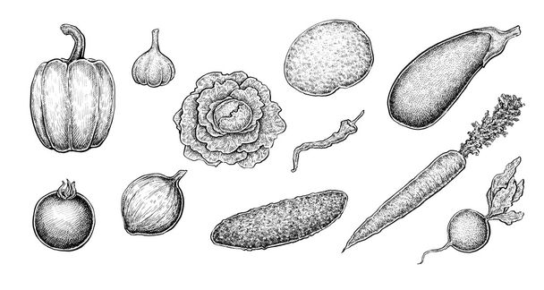 Set of hand drawn ink black and white sketches of vegetables - Vektör, Görsel