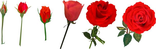 červené růže květiny - Vektor, obrázek