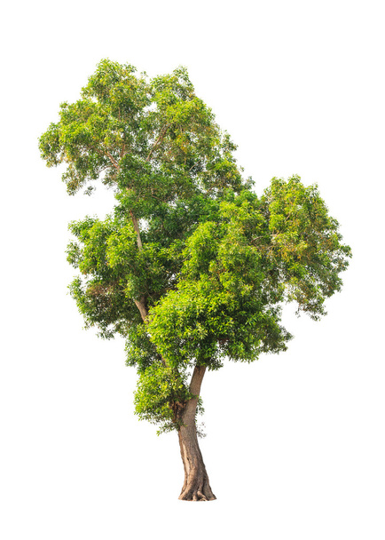 Acacia auriculiformis, широко відомий як Auri, Earleaf woodcia, E
 - Фото, зображення