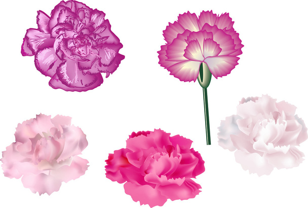 5 のピンクの花 - ベクター画像