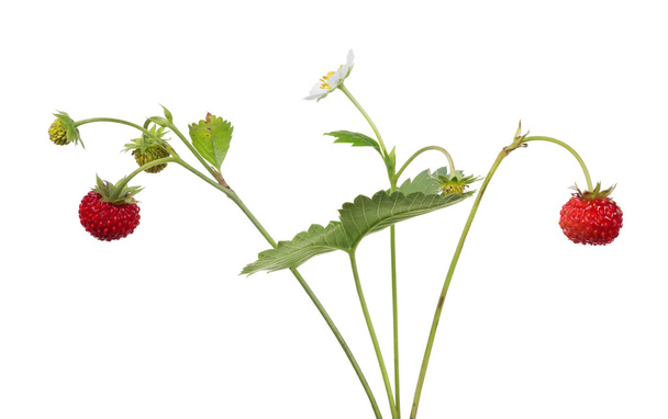 άγρια φράουλα με λουλούδι και μούρα - Φωτογραφία, εικόνα