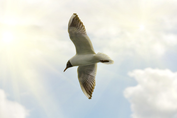 gaivota de cabeça preta no céu
 - Foto, Imagem