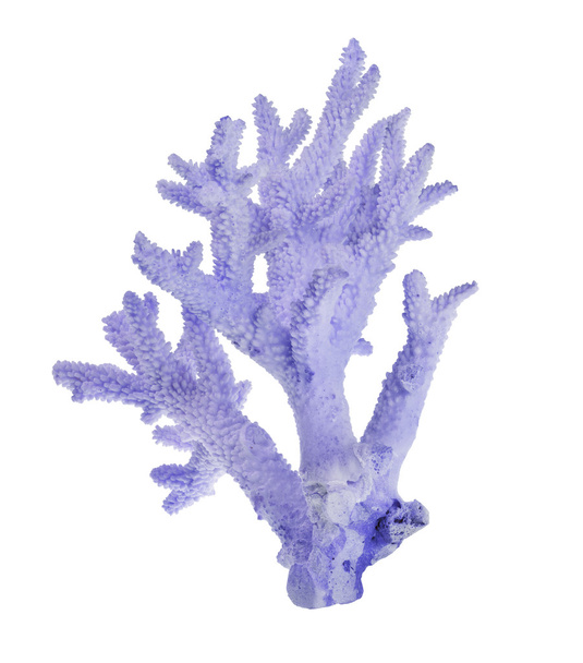light blue coral - Photo, Image