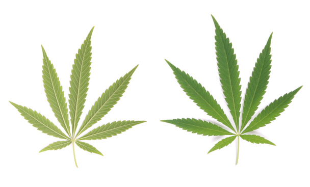 Cáñamo (cannabis)
) - Foto, imagen