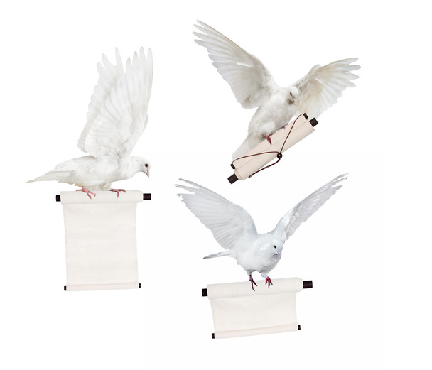 latające gołębie z przewija - Zdjęcie, obraz