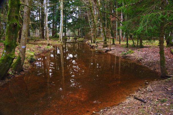 Поток течет через яркий зимний осенний лесной ландшафт
 - Фото, изображение