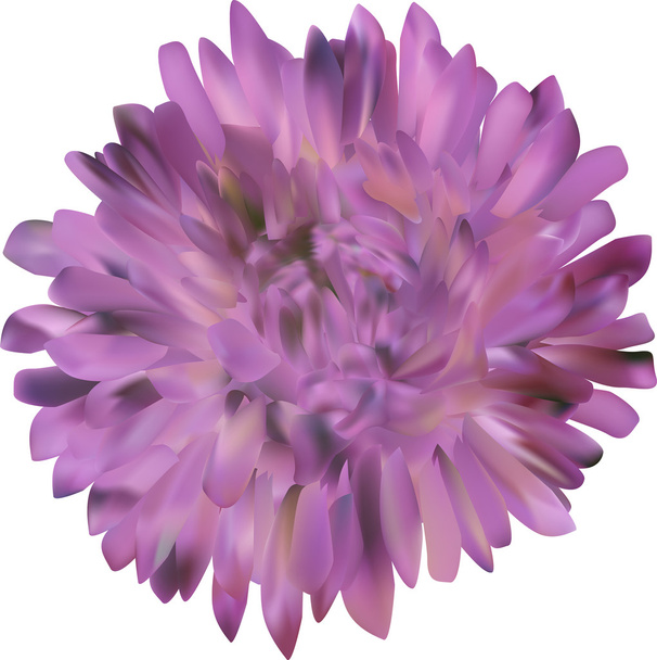 lilac aster flower - Vector, Image