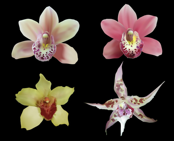 värikäs orkideat kokoelma
 - Vektori, kuva