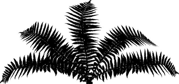Páfrány bush sziluett - Vektor, kép