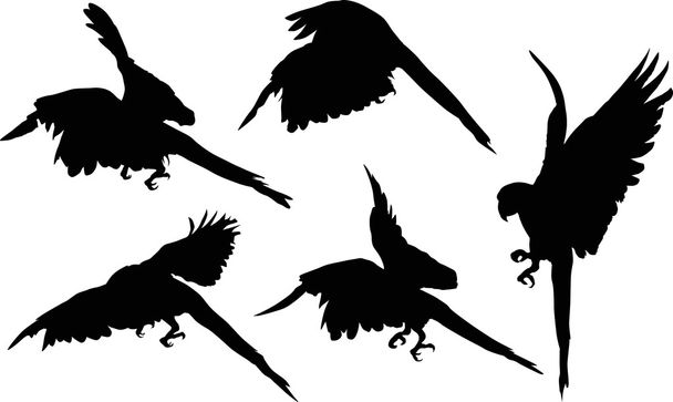 fekete papagájok sziluettek - Vektor, kép