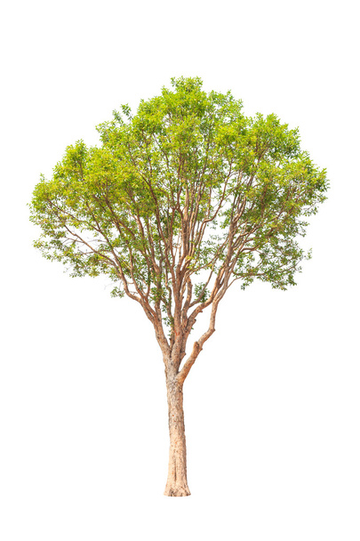 Irvingia malayana also known as Wild Almond, tropical tree in th - Zdjęcie, obraz