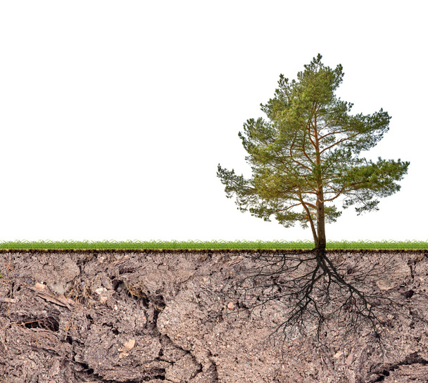 pino con raíz en el suelo
 - Foto, Imagen