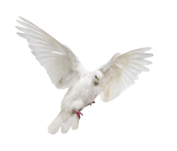 flying white dove - Фото, изображение