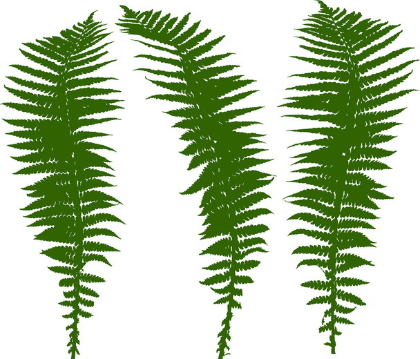 set of fern silhouettes - Vetor, Imagem